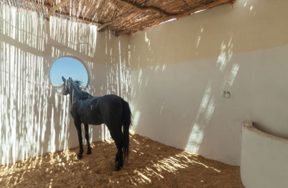 egypt-equestrian-dream-19-9420.jpg